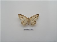 藏品(尺蛾193)的圖片